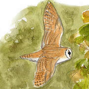 Western Barn Owl