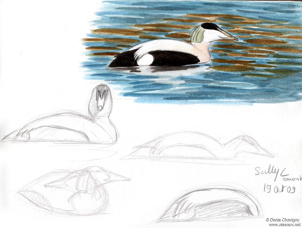 Common Eider male adult breeding, identification, swimming