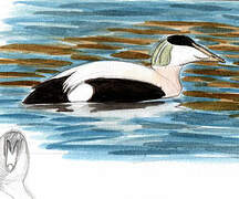 Common Eider