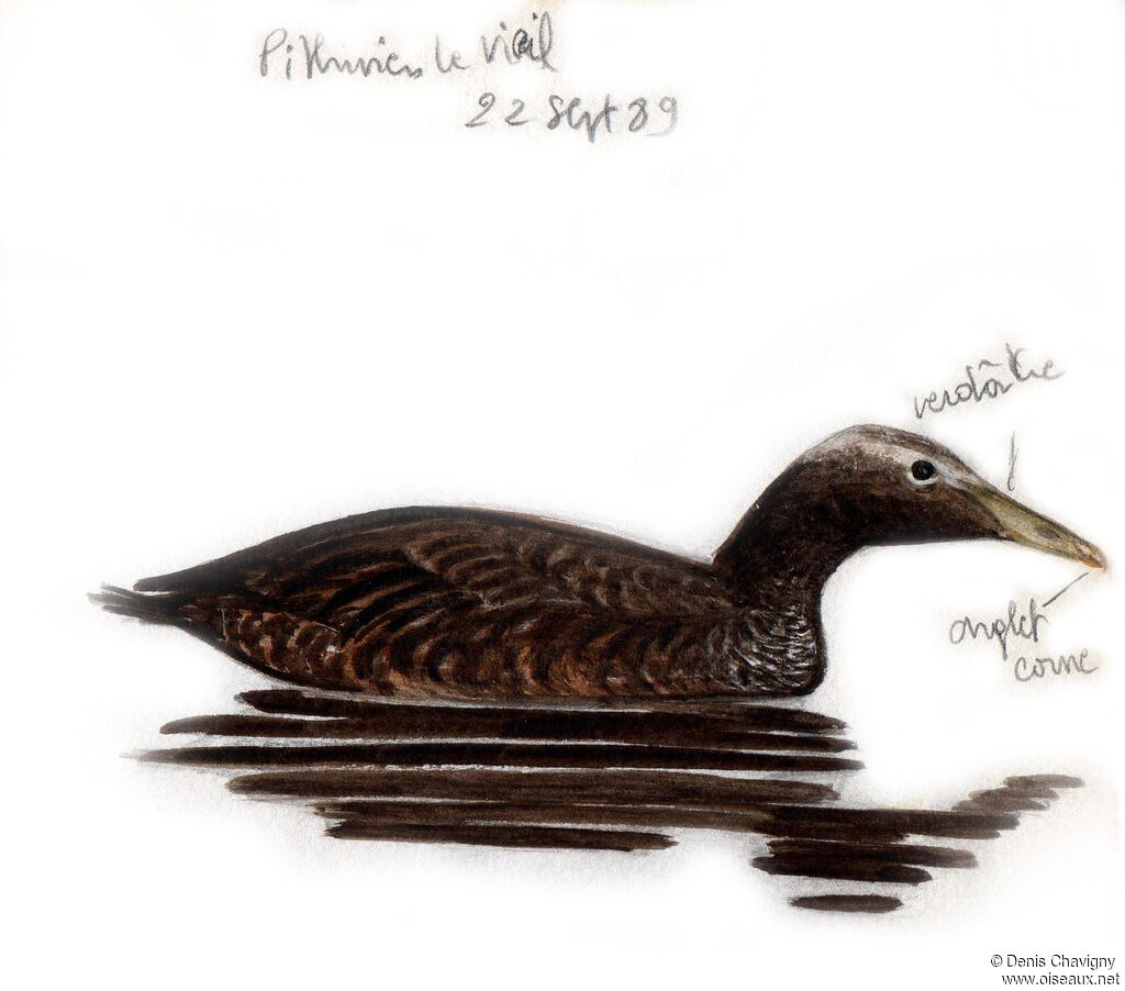 Eider à duvetjuvénile