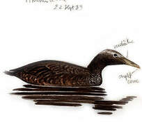 Common Eider