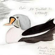 King Eider