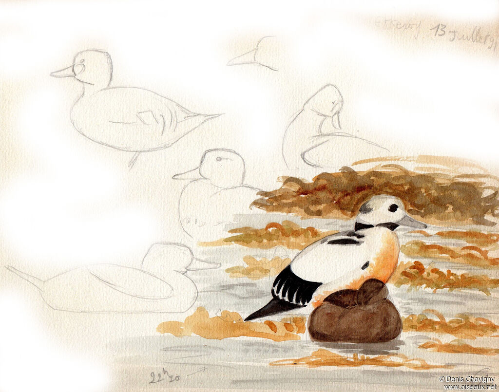 Steller's Eider, habitat