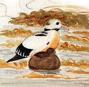 Steller's Eider