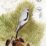 Black-winged Kite