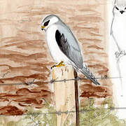 Black-winged Kite