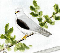 Black-winged Kite