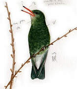 Glittering-bellied Emerald