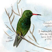 Glittering-bellied Emerald