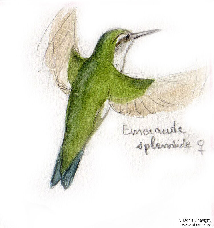 Glittering-bellied Emerald female, Flight