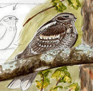 European Nightjar