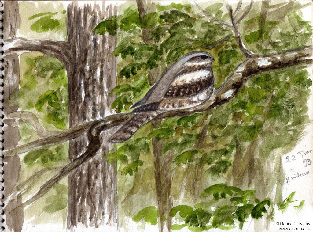 European Nightjar female adult, identification