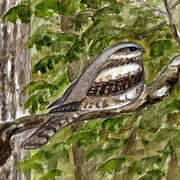 European Nightjar