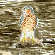 Eurasian Sparrowhawk