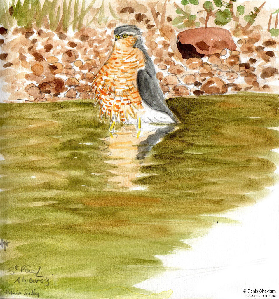 Eurasian Sparrowhawk male adult, care