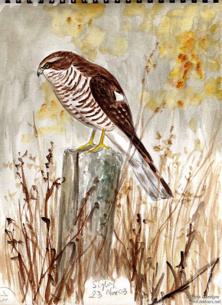 Eurasian SparrowhawkFirst year, habitat