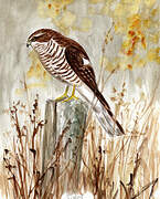 Eurasian Sparrowhawk