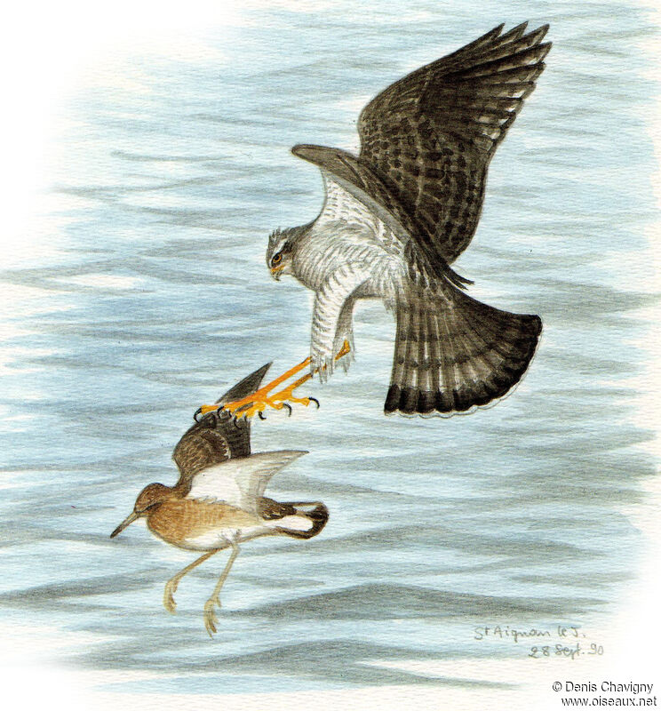 Eurasian Sparrowhawk female adult, eats