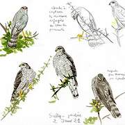 Eurasian Sparrowhawk