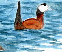 White-headed Duck