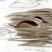 Ruddy Duck