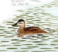 Ruddy Duck