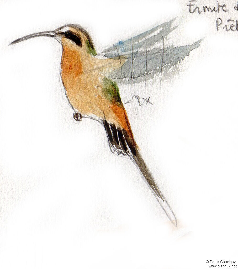 Planalto Hermit, Flight, eats