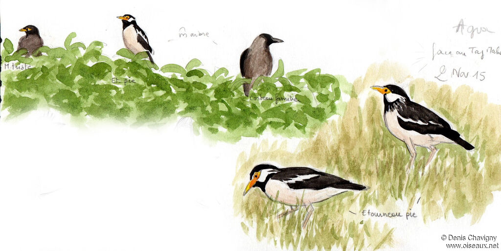 Indian Pied Myna, habitat