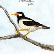 Indian Pied Myna