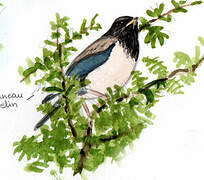 Rosy Starling