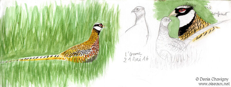 Reeves's Pheasant male adult breeding, identification
