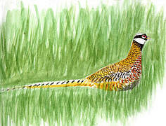 Reeves's Pheasant