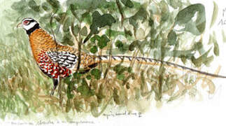 Reeves's Pheasant