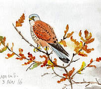 Common Kestrel