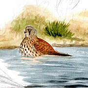 Common Kestrel