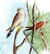 Common Kestrel