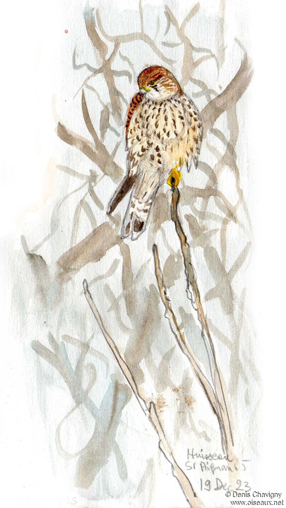 Common Kestrel female, close-up portrait
