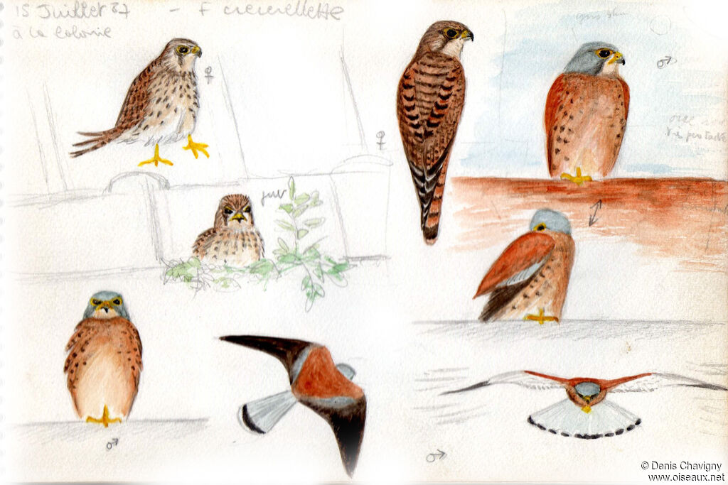 Lesser Kestrel, Reproduction-nesting, colonial reprod.