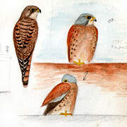 Lesser Kestrel