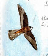 Eleonora's Falcon