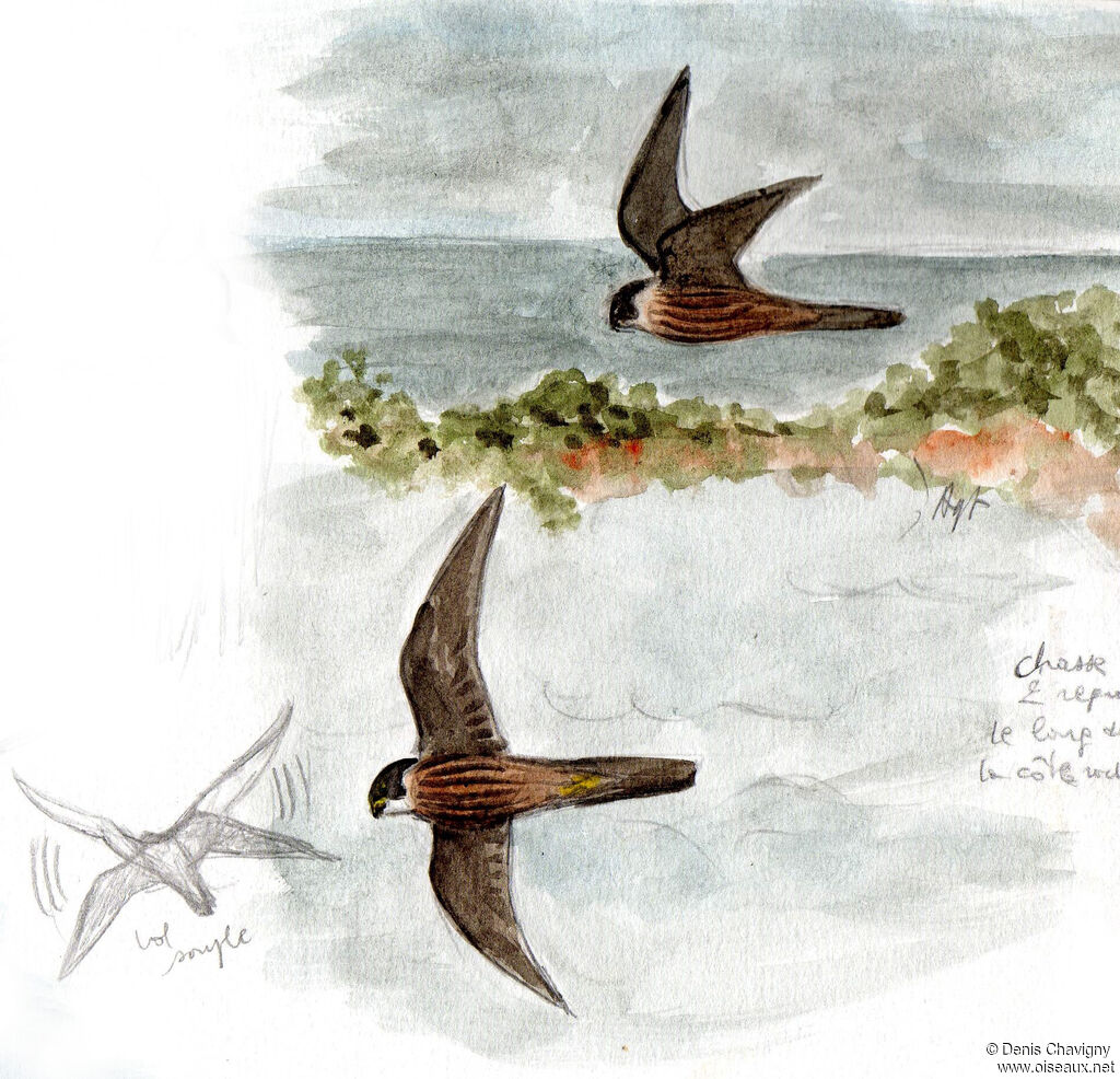 Eleonora's Falconadult, Flight