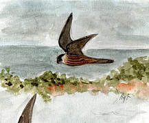 Eleonora's Falcon