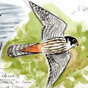 Eurasian Hobby