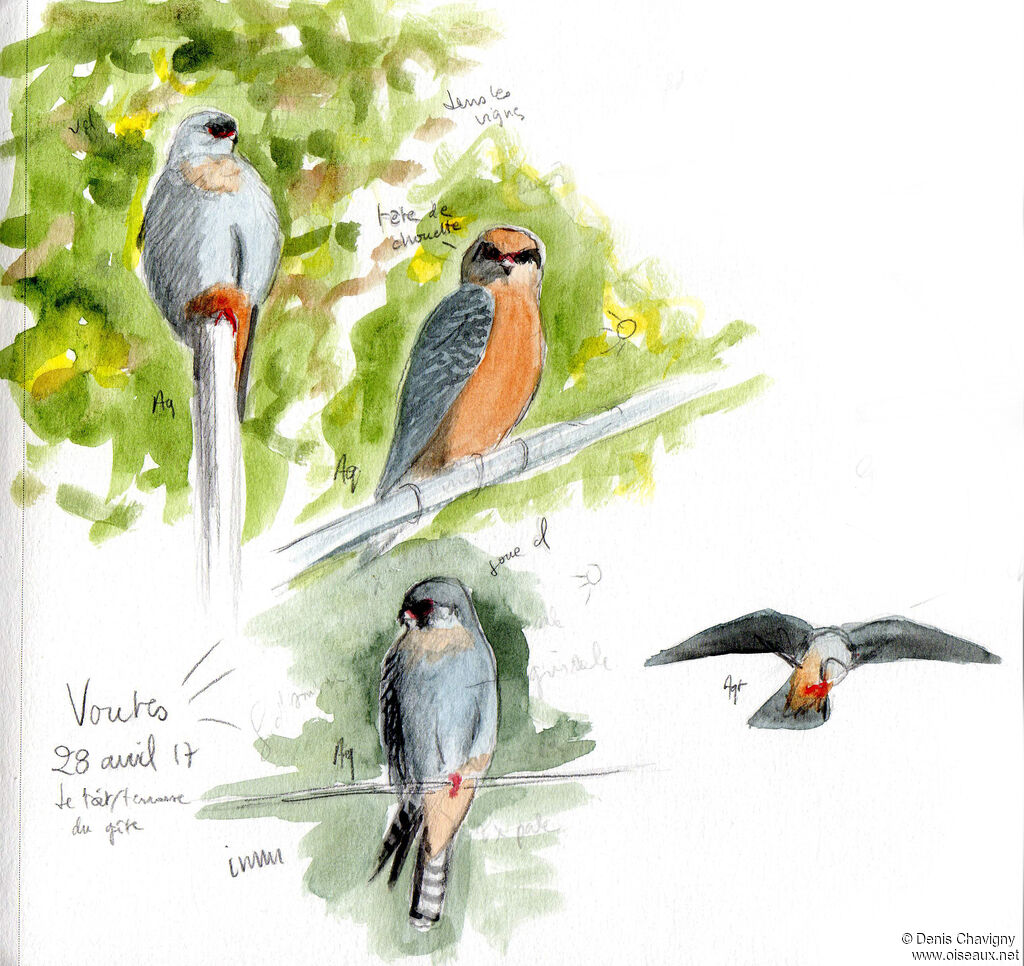 Red-footed Falcon, habitat