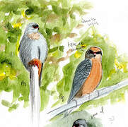 Red-footed Falcon