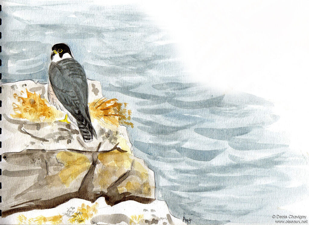 Peregrine Falconadult, habitat