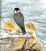 Peregrine Falcon