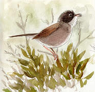 Spectacled Warbler