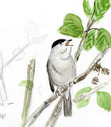 Eurasian Blackcap