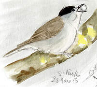 Eurasian Blackcap